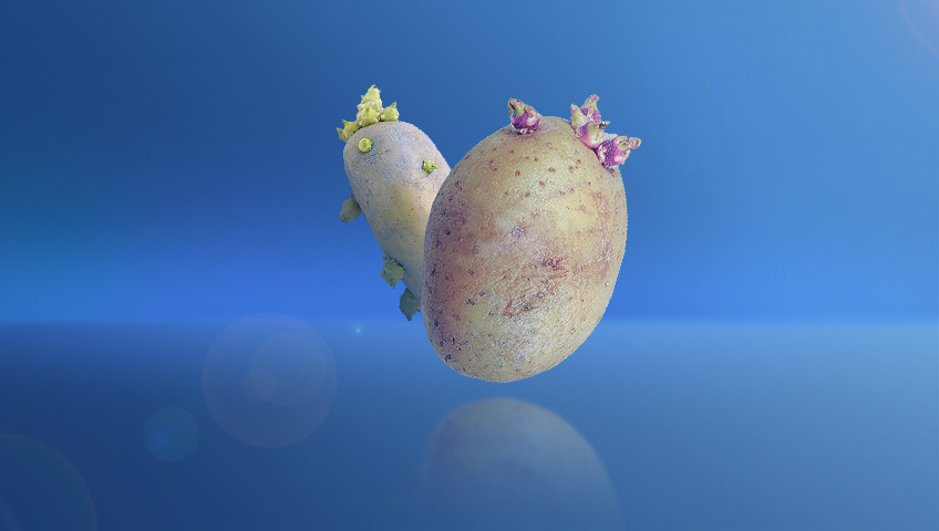 سیب زمینی جوانه زده