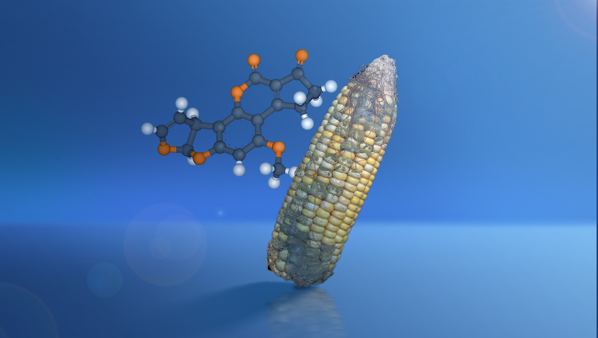 What is Aflatoxin and Its Risks to Humans