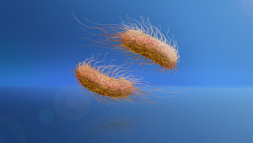 Salmonella Bacteria