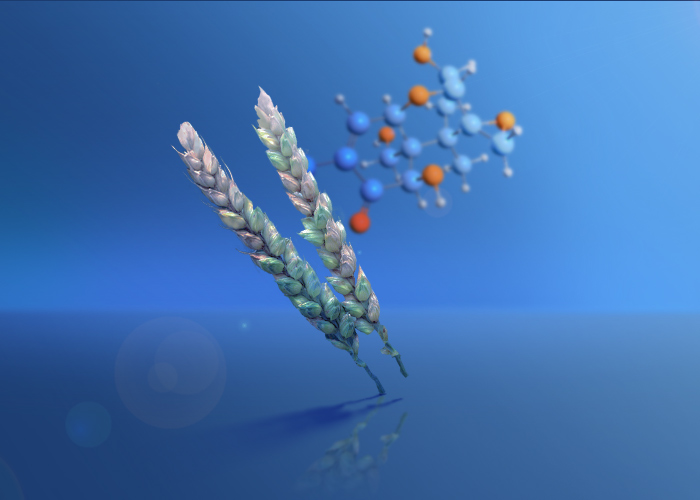 داکسی نیوالنول(Deoxynivalenol)