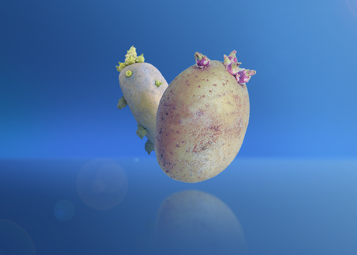 Sprouted Potatoes
