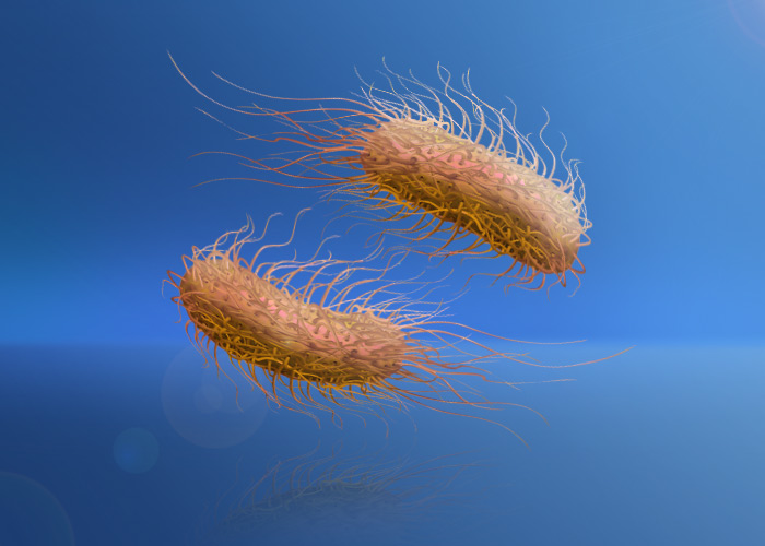 Salmonella Bacteria