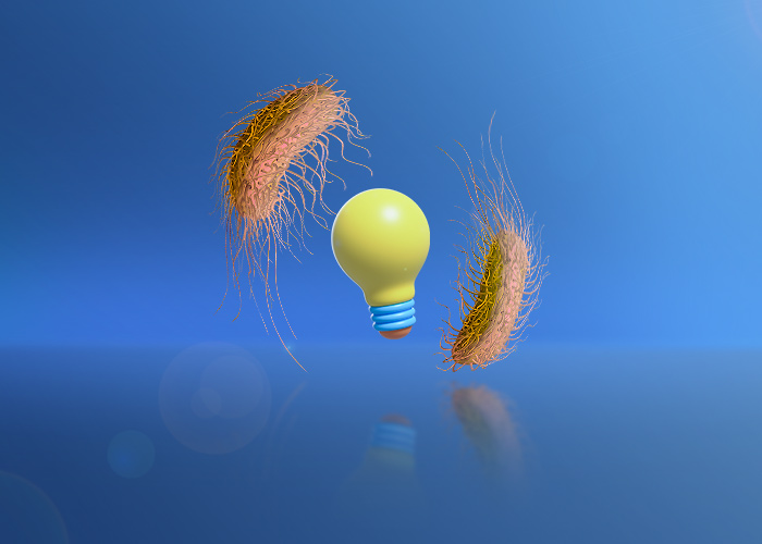 Solutions to combat Salmonella Bacterium