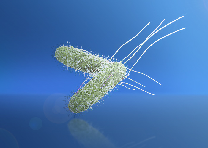 Take the risk of salmonella seriously!