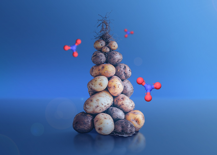 نیترات در سیب زمینی