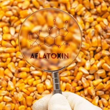 مایکوتوکسین یا سموم قارچی چیست