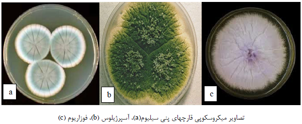مایکوتوکسین 