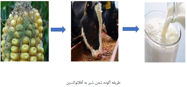 مایکوتوکسین 