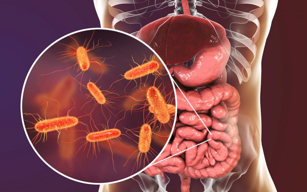 باکتری اشریشیاکلی escherichia coli